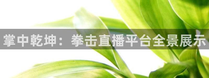 乐球直播足球：掌中乾坤：拳击直播平台全景展示