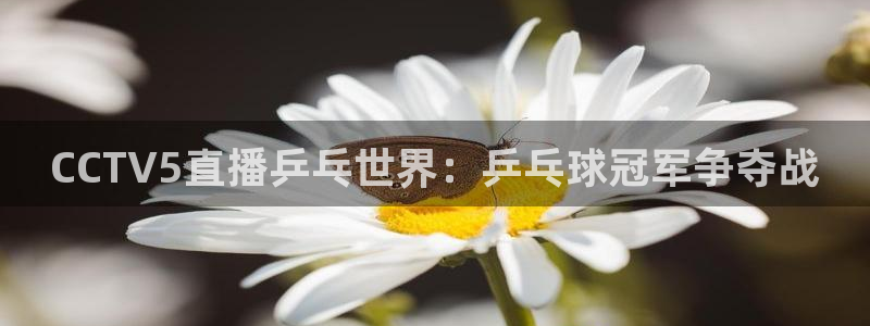 乐球nba直播免费直播：CCTV5直播乒乓世界：乒乓球冠军争夺战